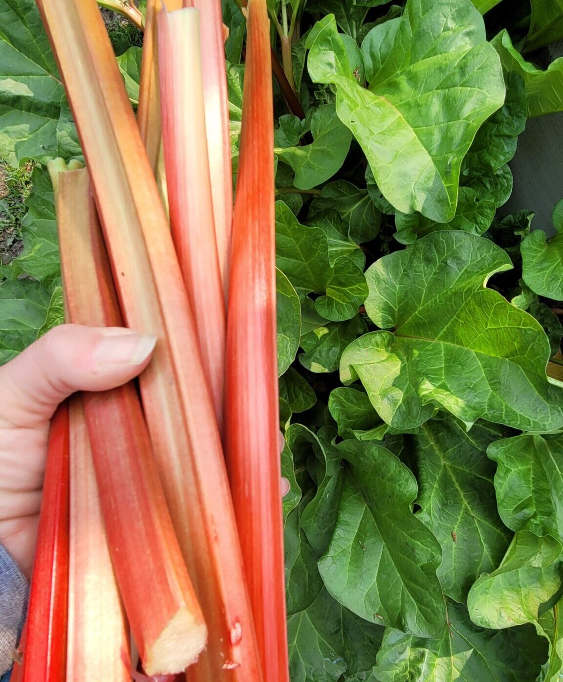 Rhubarb: Why You Should Eat It - The Food Stoic